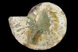 Agatized Ammonite Fossil (Half) - Madagascar #144113-1